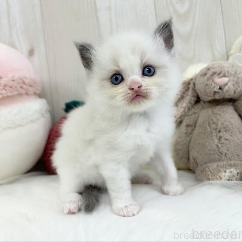 販売中の大阪府のラグドール-130029