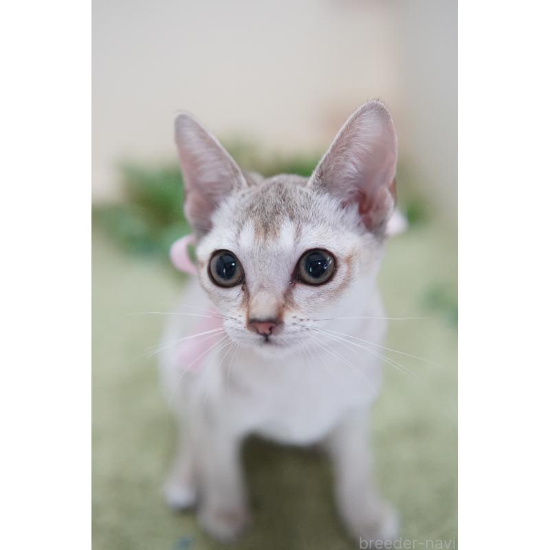 販売中の神奈川県のシンガプーラ-123983の3枚目