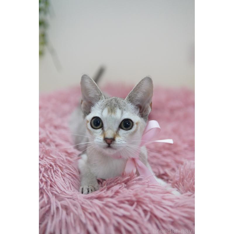 販売中の神奈川県のシンガプーラ-123983の2枚目