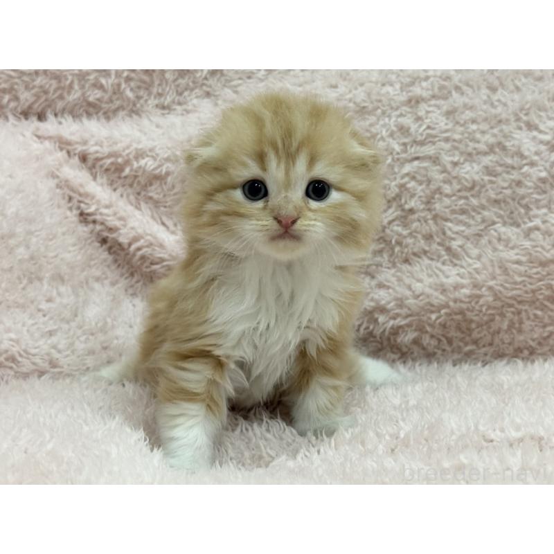 販売中の三重県のスコティッシュフォールド(折れ耳)-130064の5枚目