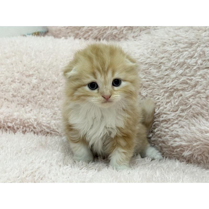 販売中の三重県のスコティッシュフォールド(折れ耳)-130064の4枚目
