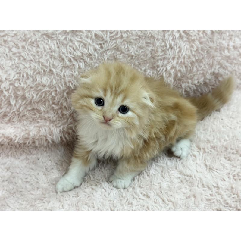 販売中の三重県のスコティッシュフォールド(折れ耳)-130064の3枚目