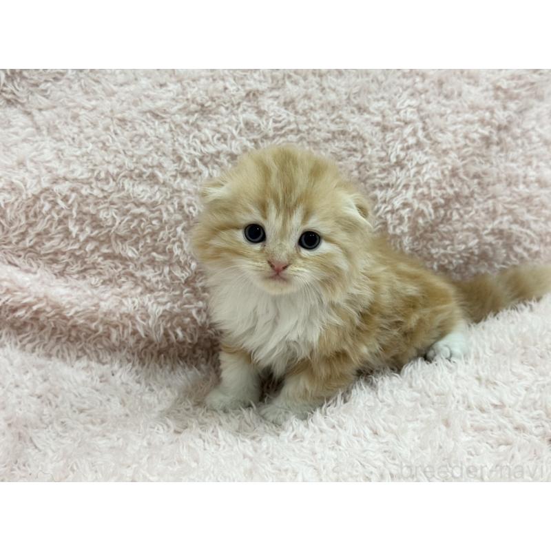 販売中の三重県のスコティッシュフォールド(折れ耳)-130064の2枚目