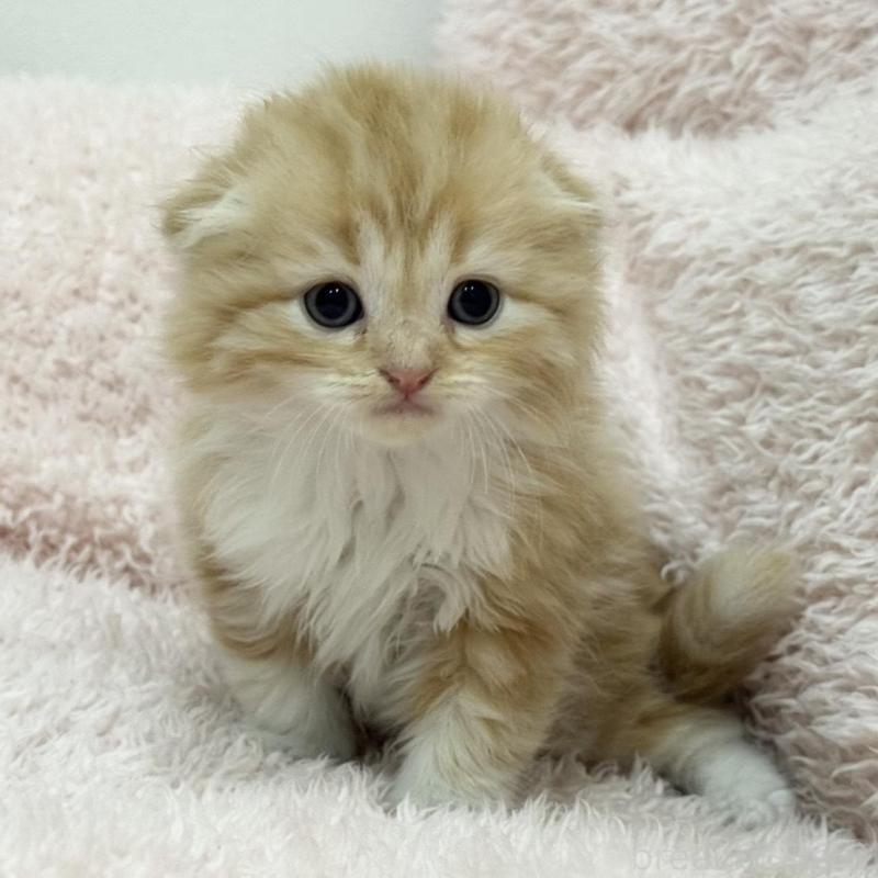 販売中の三重県のスコティッシュフォールド(折れ耳)-130064の1枚目