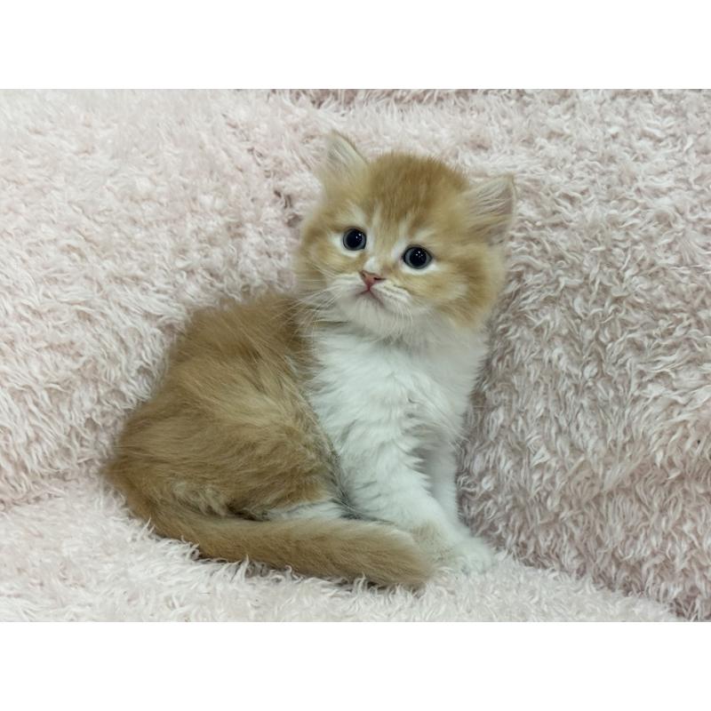 販売中の三重県のスコティッシュフォールド-130065の6枚目