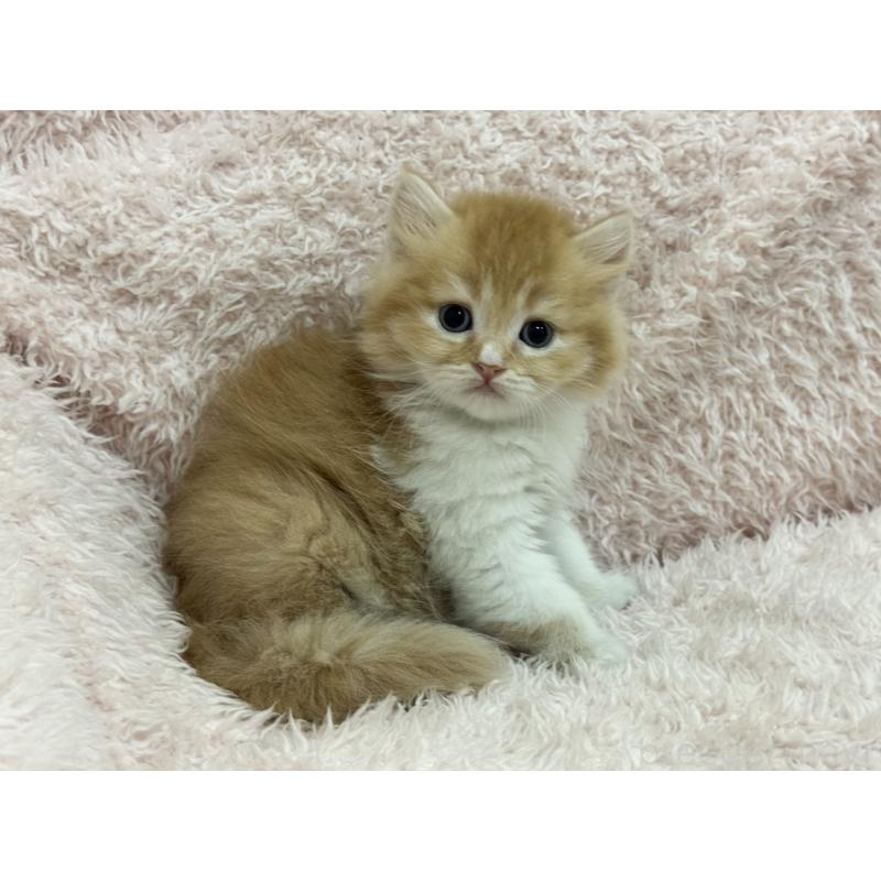 販売中の三重県のスコティッシュフォールド-130065の5枚目