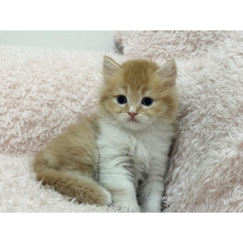 販売中の三重県のスコティッシュフォールド-130065の4枚目