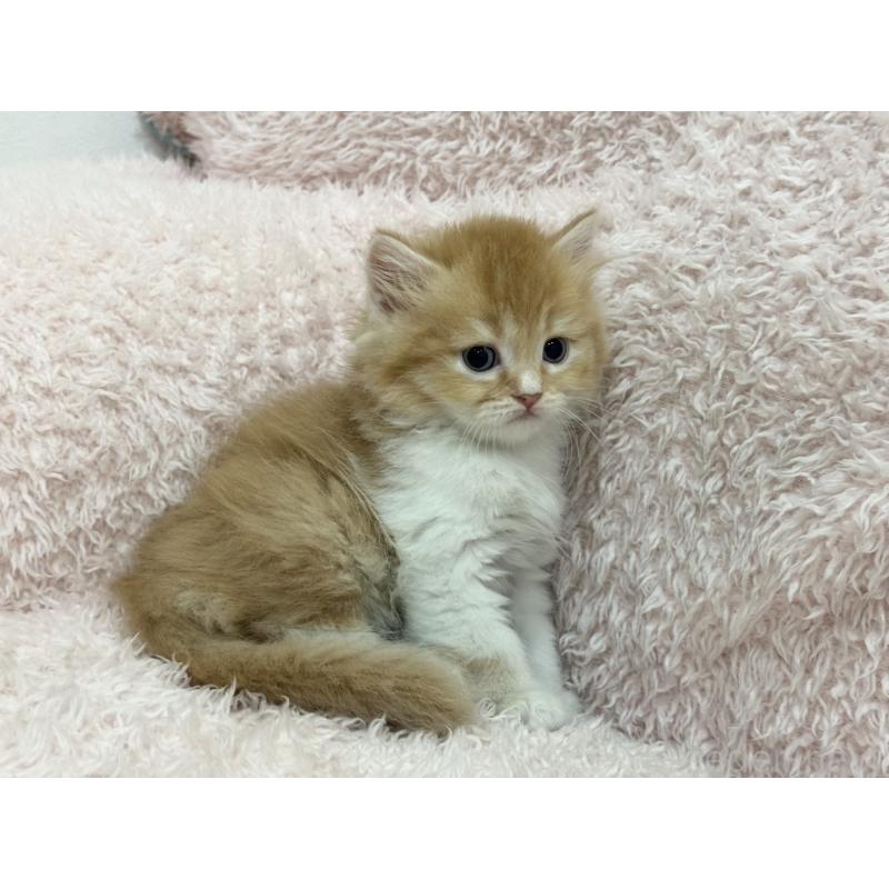 販売中の三重県のスコティッシュフォールド-130065の3枚目