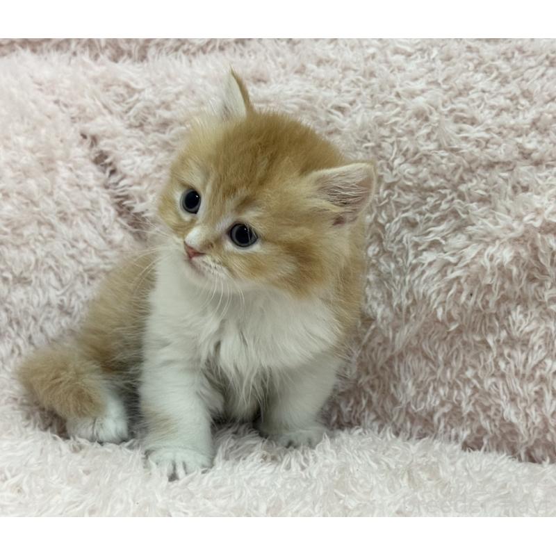 販売中の三重県のスコティッシュフォールド-130065の2枚目