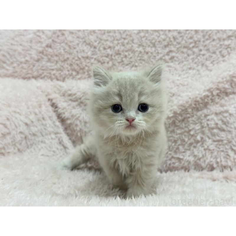 販売中の三重県のスコティッシュフォールド-130066の6枚目