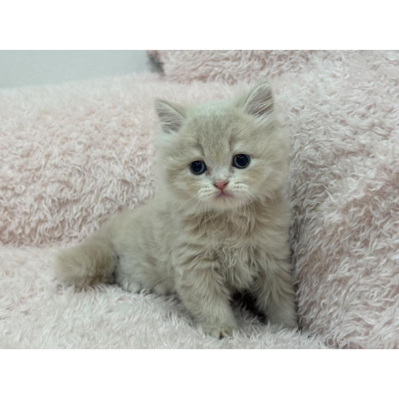 販売中の三重県のスコティッシュフォールド-130066の7枚目