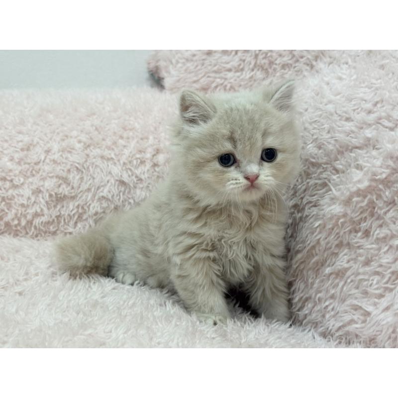 販売中の三重県のスコティッシュフォールド-130066の5枚目