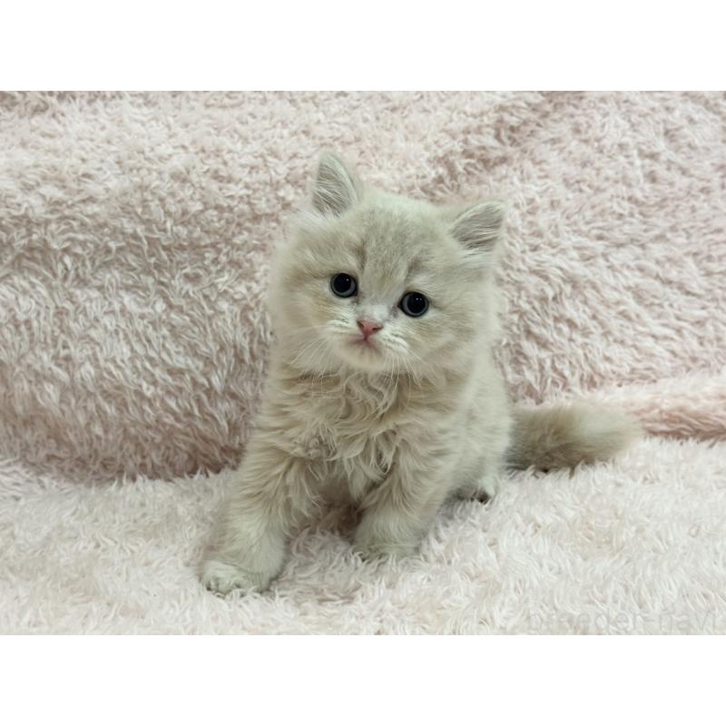 販売中の三重県のスコティッシュフォールド-130066の4枚目