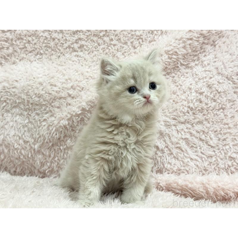 販売中の三重県のスコティッシュフォールド-130066の3枚目