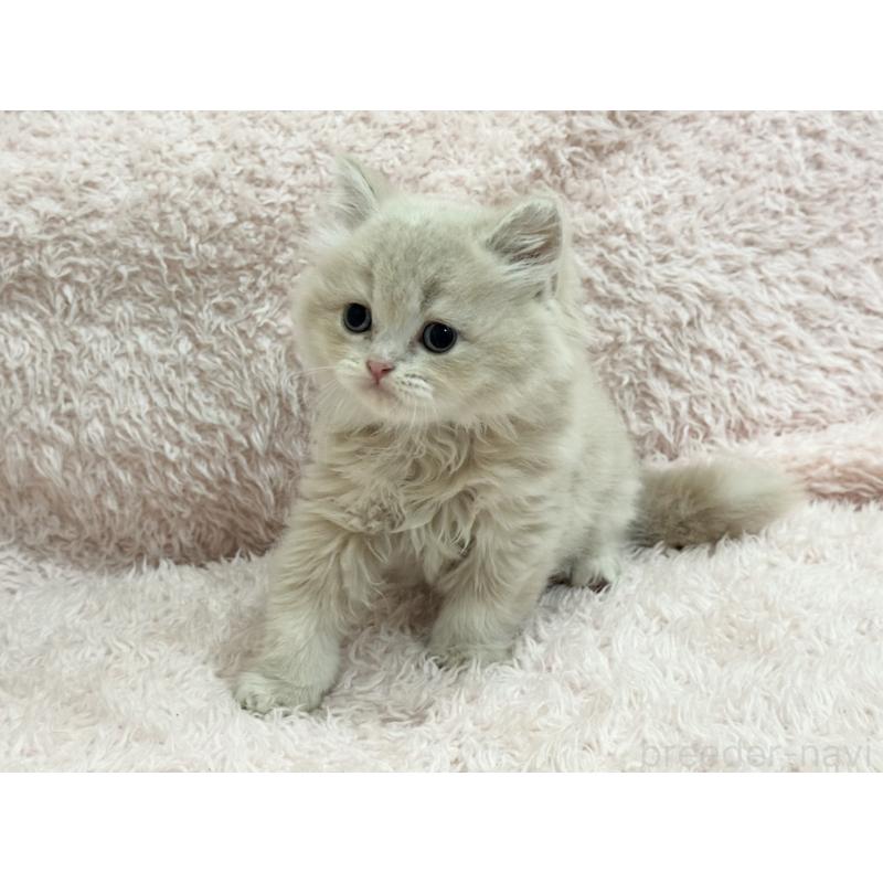 販売中の三重県のスコティッシュフォールド-130066の2枚目