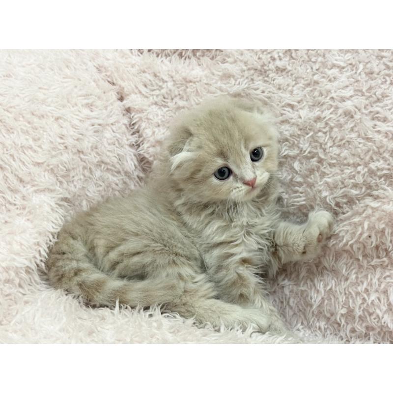 販売中の三重県のスコティッシュフォールド(折れ耳)-130067の6枚目