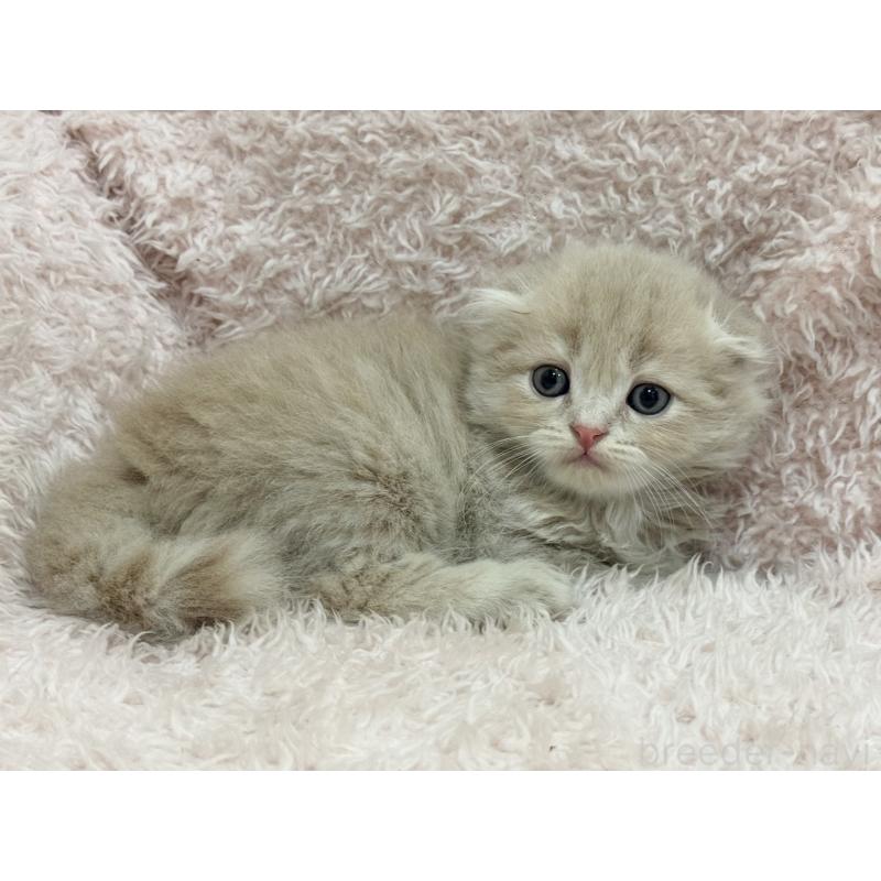 販売中の三重県のスコティッシュフォールド(折れ耳)-130067の5枚目