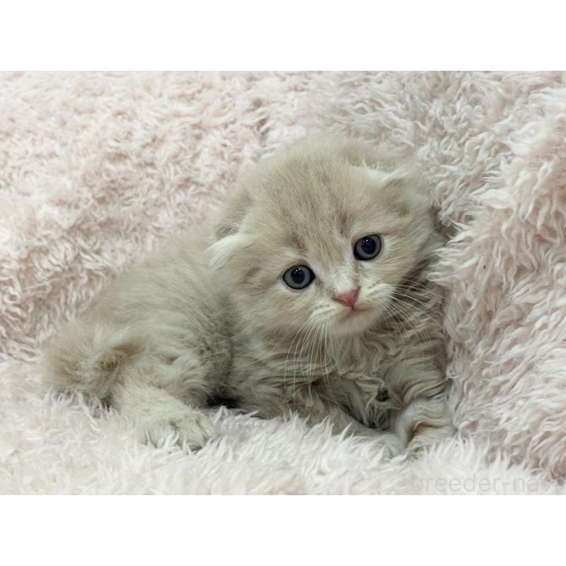 販売中の三重県のスコティッシュフォールド(折れ耳)-130067の4枚目