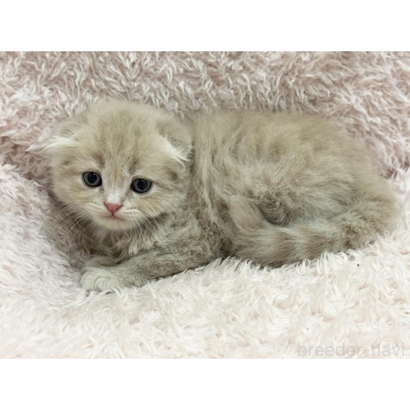販売中の三重県のスコティッシュフォールド(折れ耳)-130067の3枚目