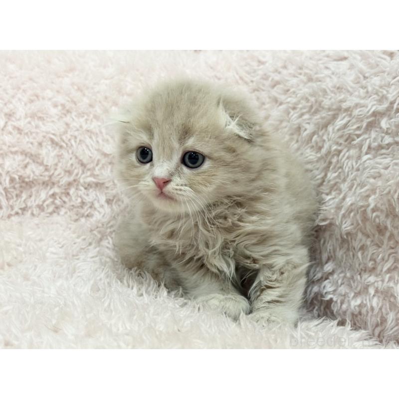 販売中の三重県のスコティッシュフォールド(折れ耳)-130067の2枚目