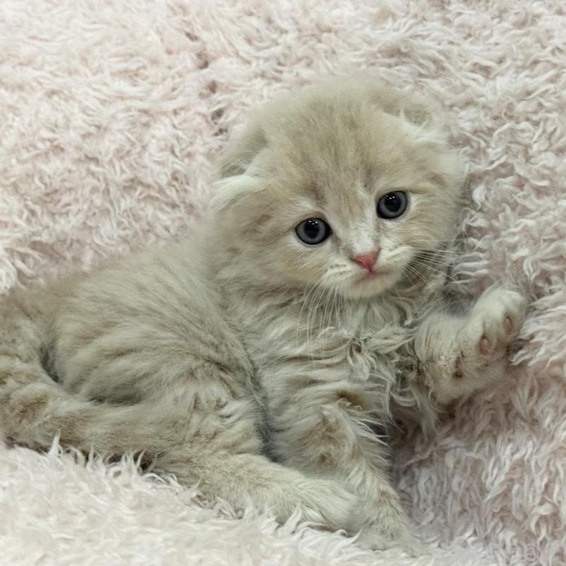 販売中の三重県のスコティッシュフォールド(折れ耳)-130067