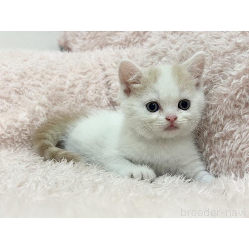 販売中の三重県のスコティッシュフォールド-130068の6枚目