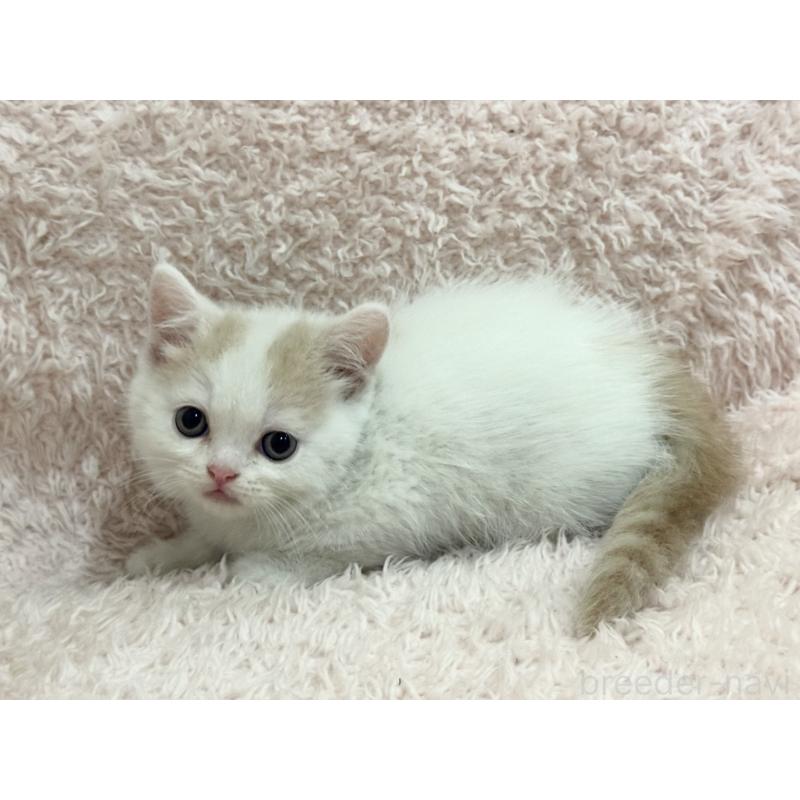 販売中の三重県のスコティッシュフォールド-130068の5枚目