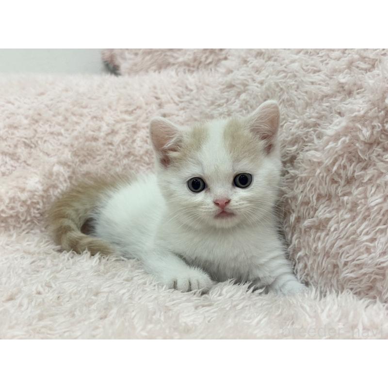 販売中の三重県のスコティッシュフォールド-130068の4枚目