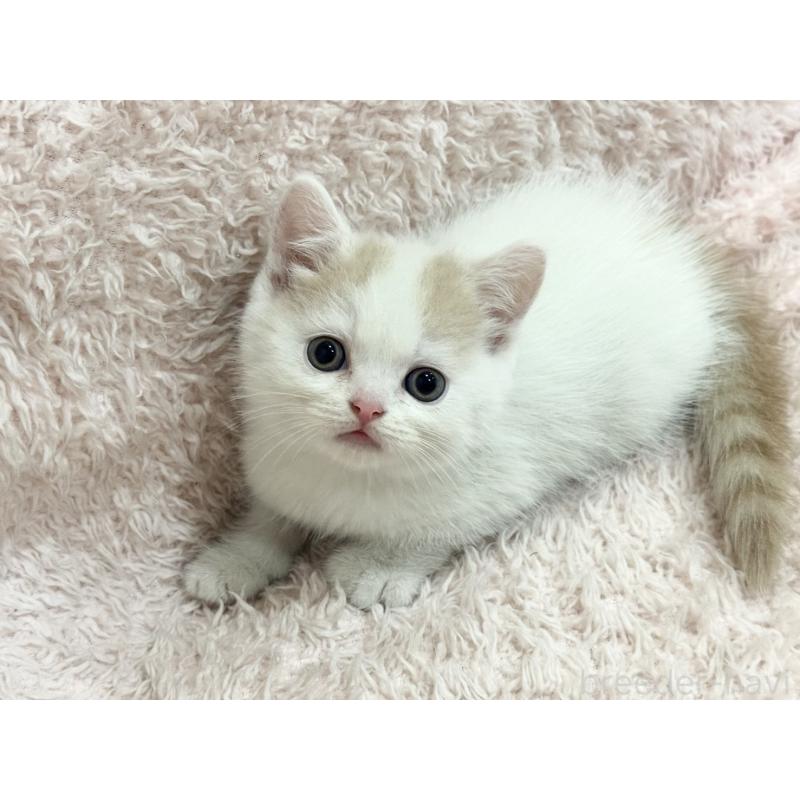 販売中の三重県のスコティッシュフォールド-130068の3枚目