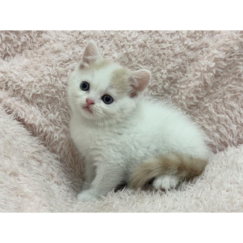 販売中の三重県のスコティッシュフォールド-130068の2枚目