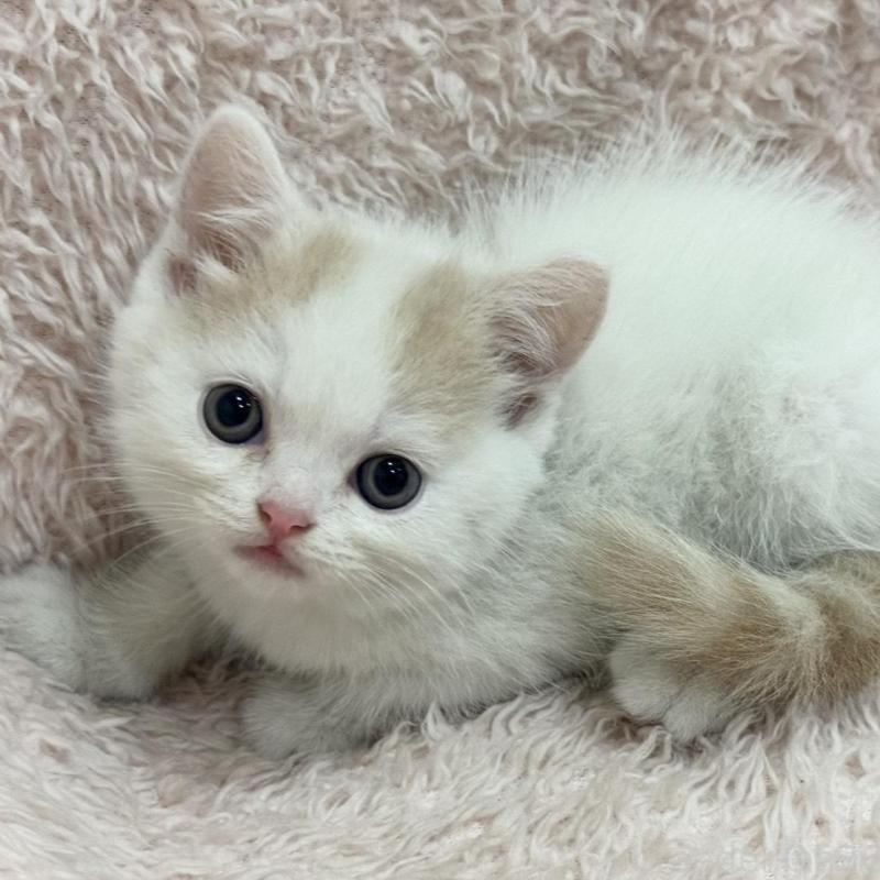 販売中の三重県のスコティッシュフォールド-130068