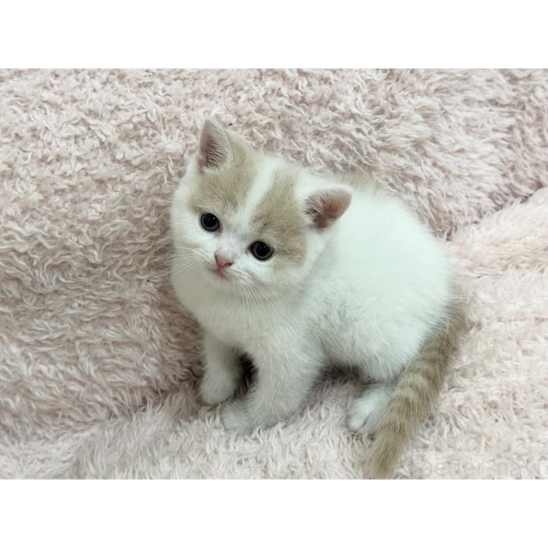 販売中の三重県のスコティッシュフォールド-130069の6枚目