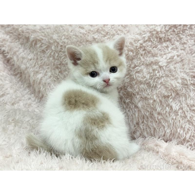 販売中の三重県のスコティッシュフォールド-130069の5枚目