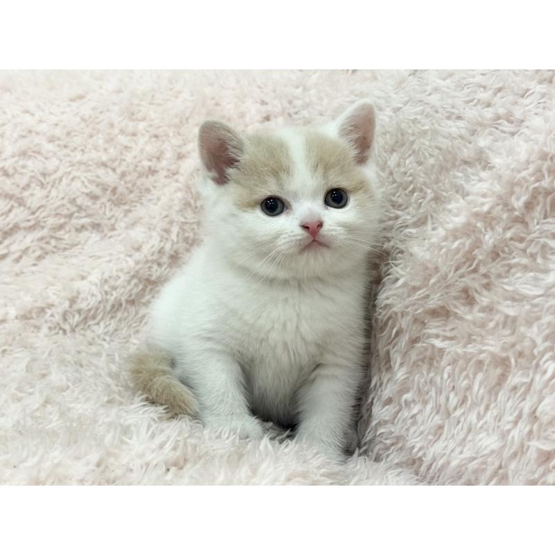 販売中の三重県のスコティッシュフォールド-130069の4枚目