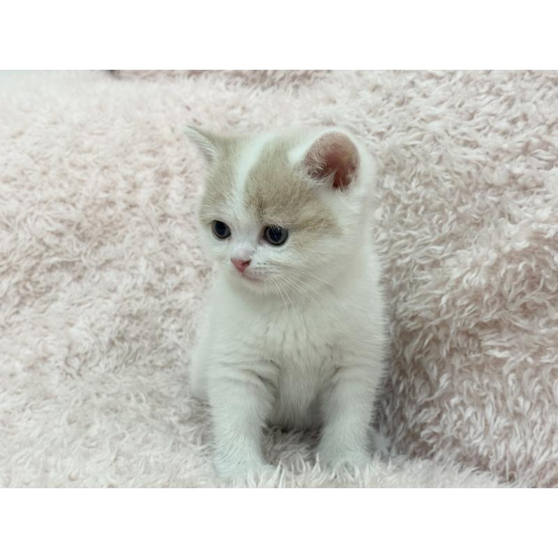 販売中の三重県のスコティッシュフォールド-130069の3枚目