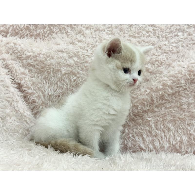 販売中の三重県のスコティッシュフォールド-130069の2枚目