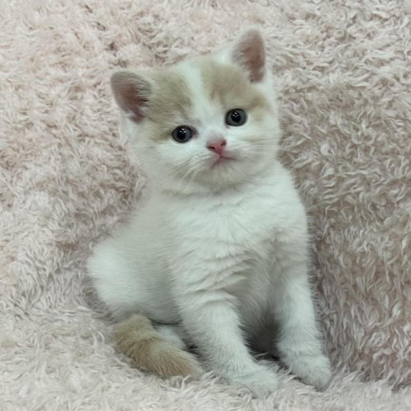 販売中の三重県のスコティッシュフォールド-130069