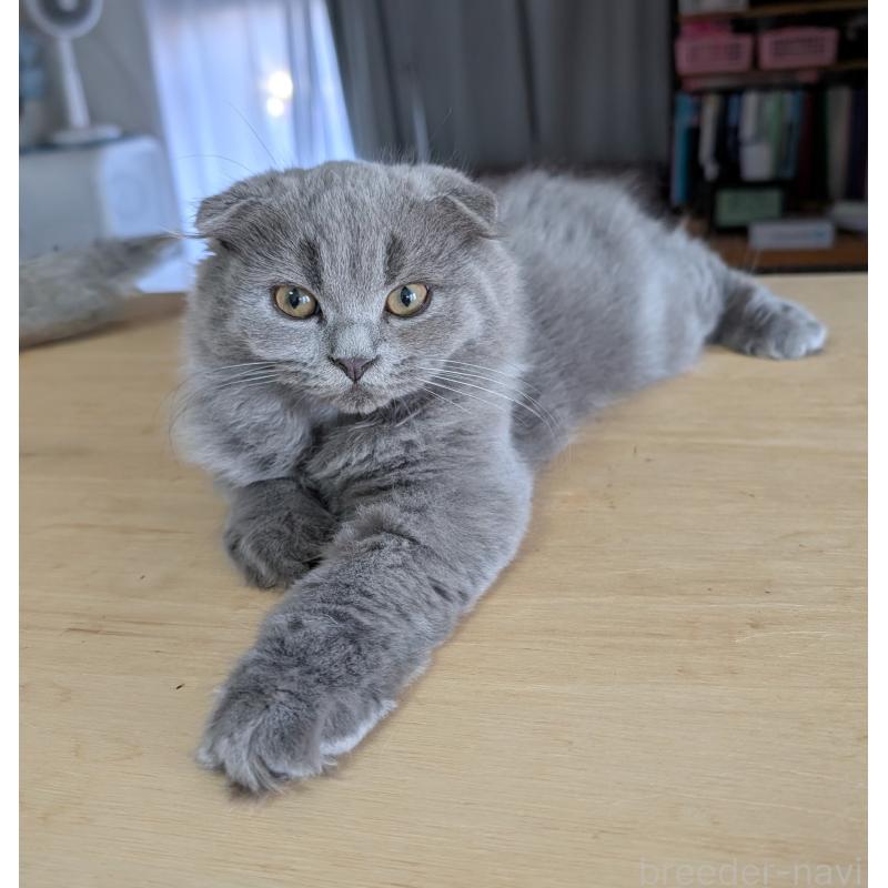 販売中の大阪府のスコティッシュフォールド(折れ耳)-123733の3枚目
