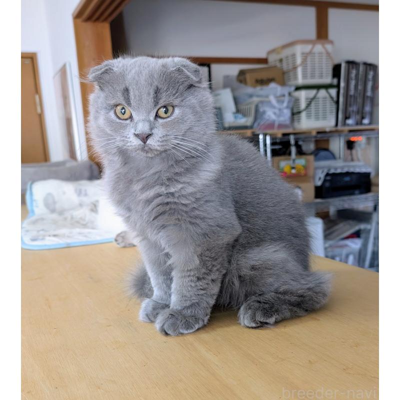 販売中の大阪府のスコティッシュフォールド(折れ耳)-123733の2枚目