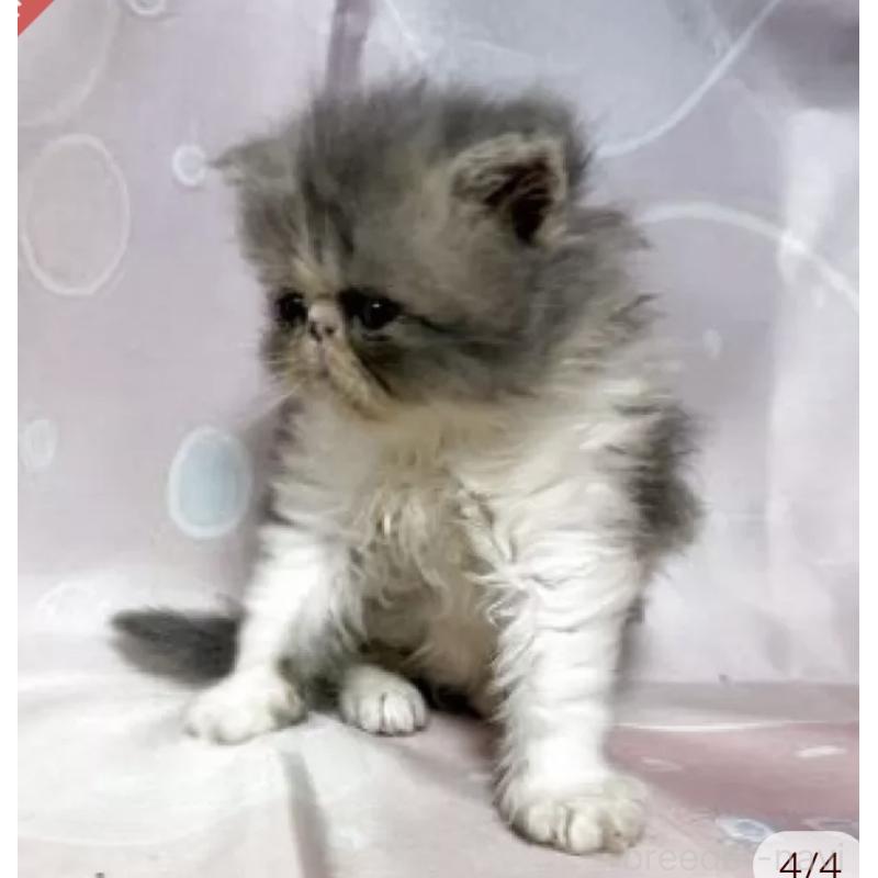 販売中の愛知県のエキゾチックショートヘア-130070の4枚目