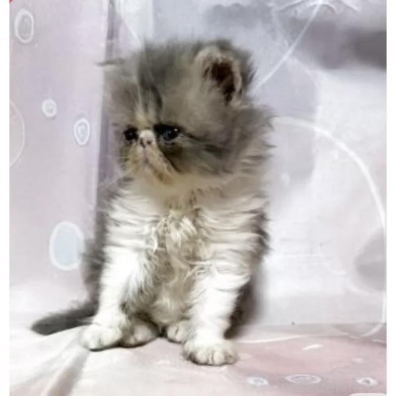 販売中の愛知県のエキゾチックショートヘア-130070の3枚目