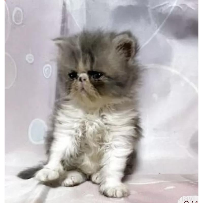 販売中の愛知県のエキゾチックショートヘア-130070の2枚目