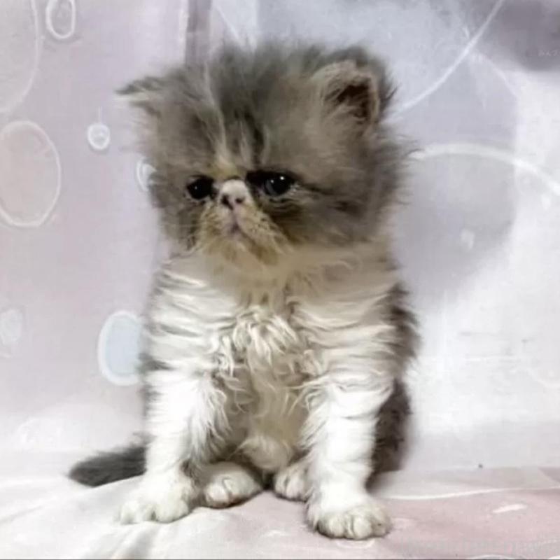 販売中の愛知県のエキゾチックショートヘア-130070