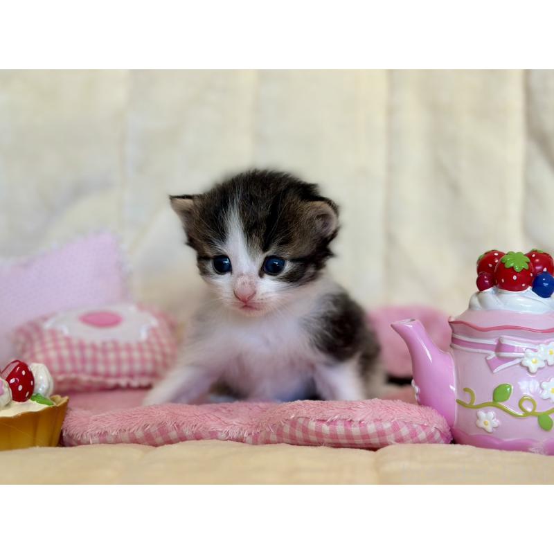 販売中の兵庫県のノルウェージャンフォレストキャット-130071の5枚目