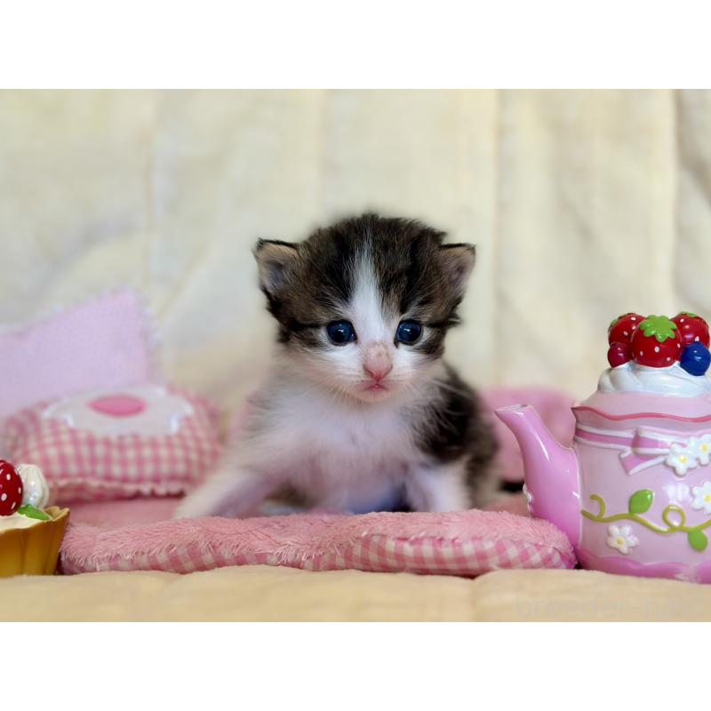 販売中の兵庫県のノルウェージャンフォレストキャット-130071の4枚目