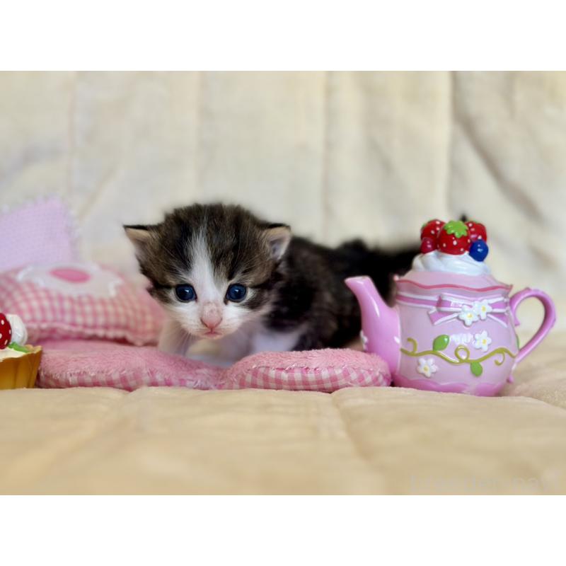 販売中の兵庫県のノルウェージャンフォレストキャット-130071の3枚目