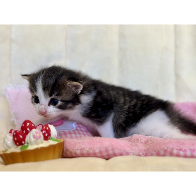 販売中の兵庫県のノルウェージャンフォレストキャット-130071の2枚目