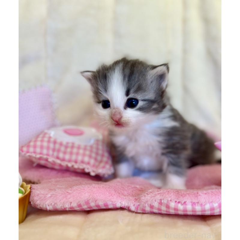 販売中の兵庫県のノルウェージャンフォレストキャット-130072の5枚目