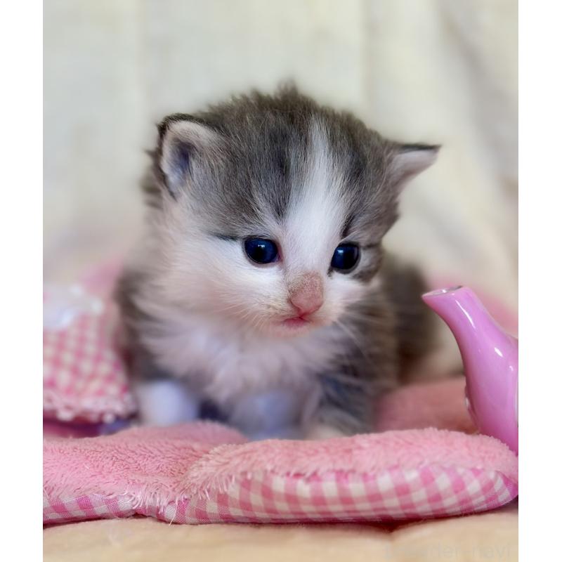 販売中の兵庫県のノルウェージャンフォレストキャット-130072の3枚目