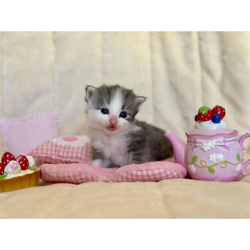 販売中の兵庫県のノルウェージャンフォレストキャット-130072の2枚目